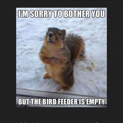 Polite squirrel